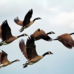 Opinie ornitologiczne warszawa – odkryj piękno przyrody wokół nas