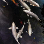 Karp koi cena OLX: Jak nie dać się oszukać i na co uważać kupując ryby przez ogłoszenia?